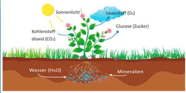 Biologische Prozesse