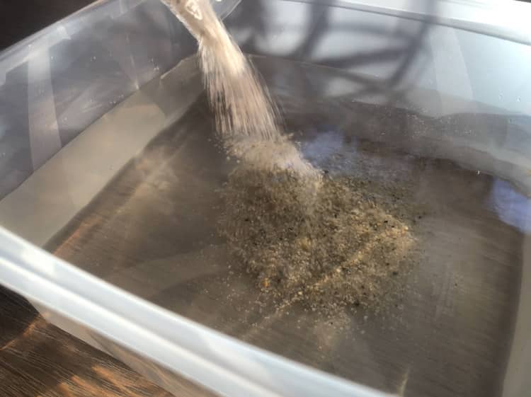 Triops züchten: Zuchtansatz