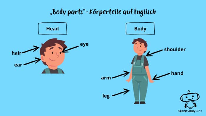 Body parts – Vokabeln zum Körper