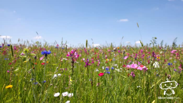 Wiesenblumen – Sommer